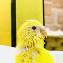 幸せの黄色い鳥がやってきた？？　セキセイインコ