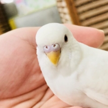 【最新画像更新☆☆】この季節のピッタリカラー？？　セキセイインコ