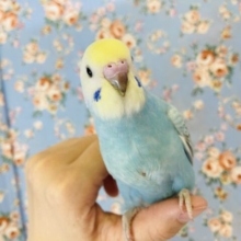 最新画像🌟エンジェルレインボー🫧手乗りセキセイインコの雛ちゃんです❤︎