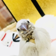 【最新画像更新☆☆】　鈍く光る人気カラー　シルバー文鳥