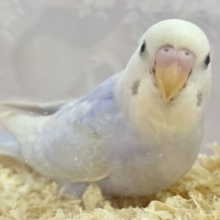 ✨️最新画像✨️きゃわたん‎🤍セキセイインコ (ライラック)2023年10月生まれ