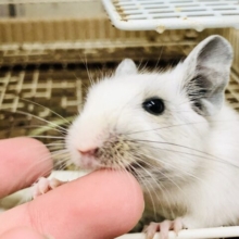 泥棒顔に見えなくもない？？　デグー　