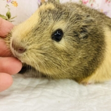 お顔もお色もかわいいよ♩❤︎イングリッシュモルモットさん､女のコ🌟♀