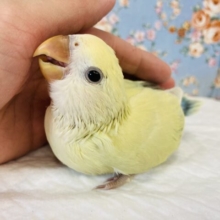 柔らかく美しい色合いにうっと〜り💛🌼*ˊᵕˋ 手乗りコザクラインコ(シナモン)🪶✨