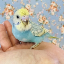 最高の羽色🪶✨手乗りセキセイインコ(スカイブルー)🫧