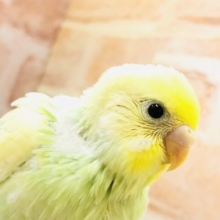 鮮やかにフレッシュ！！　セキセイインコ
