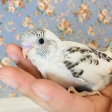 みんな大好き❤︎ホワイトハルクインさんです🕊🫧✨