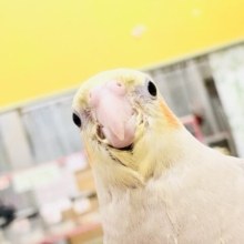 【最新画像更新☆☆】ジャ～ジャ～ご飯くださいよ～　オカメインコ