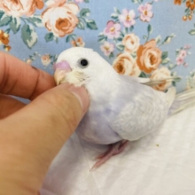 至高の藤色💜激かわライラック💜 ⸝⋆꙳