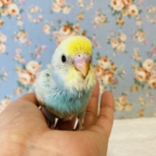 ビューティフルインコ❤︎🫧手乗りセキセイインコ(レインボー)🫧