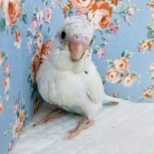 最強のかわいさ❤︎手乗りセキセイインコ(ホワイトハルクイン)🪶✨