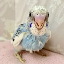 空模様がキュート！セキセイインコ(パイド)2023年11月生まれ