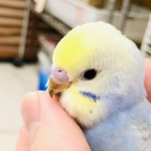 【最新画像更新☆☆】濃い青色がいい味出してます！！　セキセイインコ
