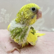 きゅんかわな黄色🌼セキセイインコ(パイド)2023年11月生まれ