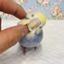 最新画像🌟個性派🫶🏻とっても懐こく成長❤︎手乗りセキセイインコ(YFバイオレット)🪶✨