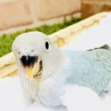 【最新画像更新☆☆】これからどんなカラーになるのかな？？　小桜インコ
