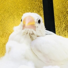 【最新画像更新☆☆】　シンプルだからこその人気？？　白文鳥