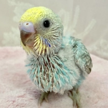 水色にきゅん💓 セキセイインコ(パステルレインボー)2023年11月生まれ