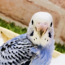 定番ブルーがやって来ました！！　セキセイインコ