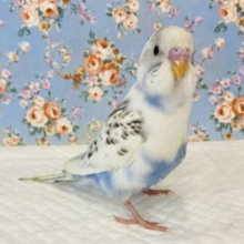 激かわ❤︎コバルト美ブルー🌊🫧手乗りセキセイインコ(ホワイトハルクイン)🕊✨