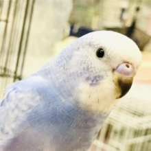【最新画像更新☆☆】すみっこが落ち着くんです～　セキセイインコ
