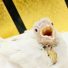 この時期に入舎があるなんてΣ(ﾟДﾟ)　シルバーイノ文鳥
