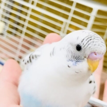 【最新画像更新☆☆】人気の白いハルクインです！！　セキセイインコ
