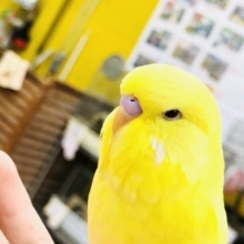 【最新画像更新☆☆】ん？？普通のルチノーよりもムチムチ？　ジャンボセキセイインコ