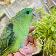 翠緑の輝き🍃🫧手乗りサザナミインコ(ノーマルグリーン)✨
