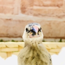 【最新画像更新☆☆】まだ〜季節は先だけど〜　桜文鳥