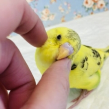 最新画像🌟ラブリーインコ❤︎💫手乗りセキセイインコ(イエローハルクイン)🕊✨