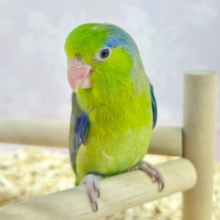 明るい緑💚マメルリハインコ(グリーン) 男の子 2023年11月生まれ