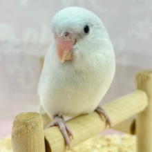 人気カラー🩵マメルリハインコ 女の子 (アメリカンホワイト) 2023年11月生まれ