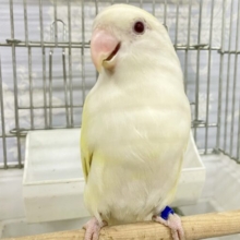 ❣️最新画像あります❣️イノちゃん❤️コザクラインコ（クリームイノ）2022年6月9日生まれ