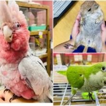 手の届かない動物達が特別価格に❗️❤️💚クリスマスフェア開催中❤️💚