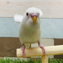 最新画像有り⭐️真っ白な体に赤目が輝いています‼️セキセイインコのアルビノ🤍