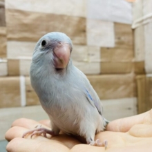 最新画像あります☆人気なカラーです🩵淡くて綺麗なマメルリハインコ！！