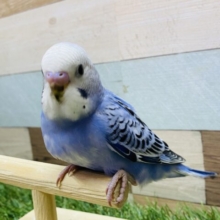 最新画像有り❗️クールなカッコいい雰囲気のカラーです😎✨セキセイインコオパーリン❗️