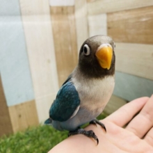 最新画像あります♪あと一羽⭐️くっついている姿が可愛いんです〜❤️ボタンインコのブルー！