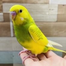 最新画像あります⭐️イエロー✖️グリーンの明るく可愛い子✨セキセイインコのスパングルパイド！