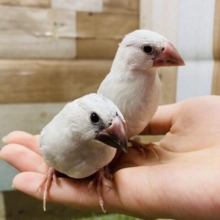 最新画像あります♪ヒナ餌卒業‼️親鳥になった気分💕シルバー文鳥大集合❗️