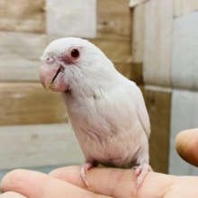 最新画像・動画あります☆ヒナ餌卒業‼️赤目がとっても美しい😍マメルリハインコのアルビノ！！