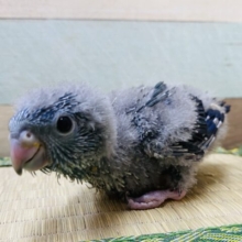 ペンギンの赤ちゃんのようなワタワタが可愛すぎ〜😍サザナミインコ（コバルト）💙