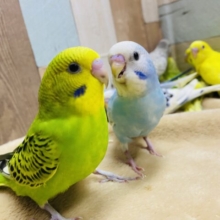 本店限定🎄沢山のセキセイインコが待ってます❤️クリスマスフェア❗️