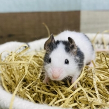 あと1匹❗️このサイズ感が可愛いですよね！！白黒カラーのパンダマウス男の子⭐️
