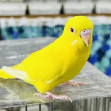 ぷりぷり♡元気カラーのルチノーセキセイインコ☆