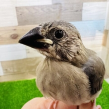 成長すると美♡桜文鳥のヒナ〜