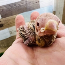 ちっちゃぁ〜い♡シナモン文鳥〜