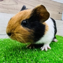 きゅぴー！ちびちびイングリッシュモルモット