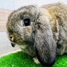 慣れすぎ注意♡もちふわぁ〜♡チェスナットカラーのラップイヤーラビット